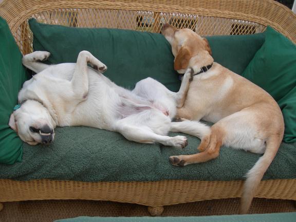 Tess and Chispa